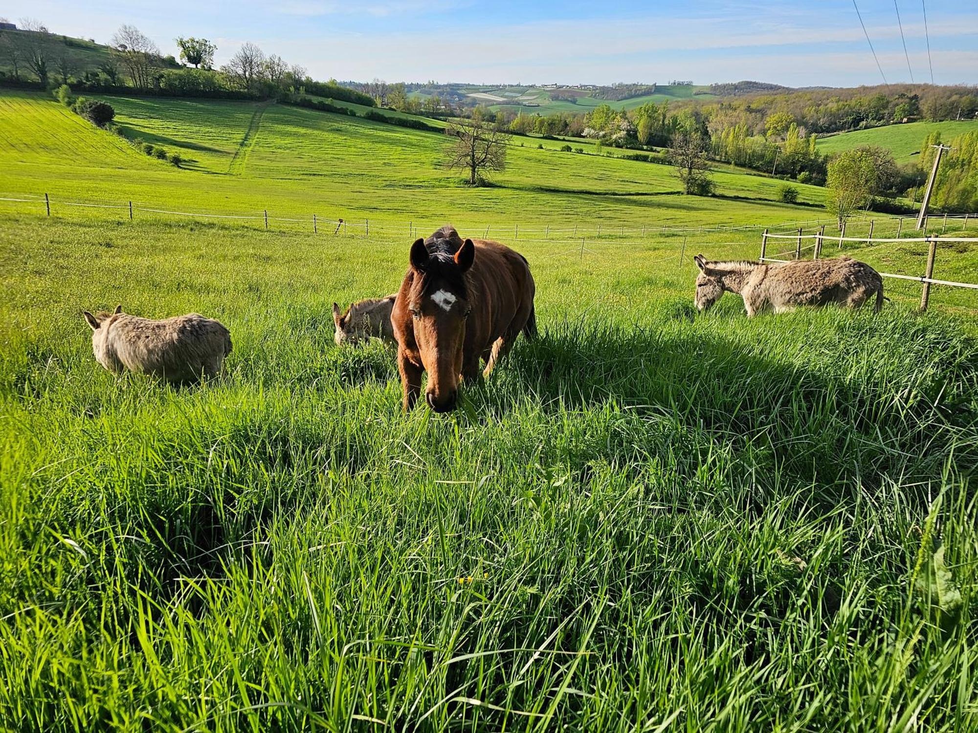 Domaine De Massoulac Molières エクステリア 写真